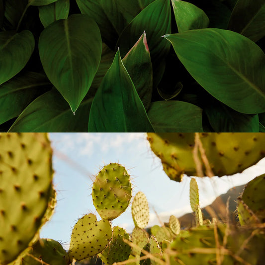 “Jade vs. Other Crystals: Why Jade is the Ultimate Beauty Tool”
